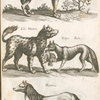 Lupus, Wolff; Zilio Hÿæna; Vulpes, Fuchs; Hÿæna.