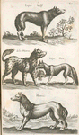 Lupus, Wolff; Zilio Hÿæna; Vulpes, Fuchs; Hÿæna.