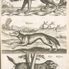 Lupus Marinæ, Gesneri et Bellonij; Hÿæna; Gulo, Vielfraes.