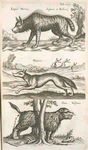 Lupus Marinæ, Gesneri et Bellonij; Hÿæna; Gulo, Vielfraes.