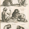 Cÿnocephalus, HundsKöpff, Mommenet; Simia, Affe, 1; Simia, 2.; Cÿnocephalus, 2., Pertrand; Cercopithecæ; Cercopithecus.