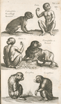 Cÿnocephalus, HundsKöpff, Mommenet; Simia, Affe, 1; Simia, 2.; Cÿnocephalus, 2., Pertrand; Cercopithecæ; Cercopithecus.