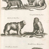 Mapach; Cercopithecus Sagovin Clusii; Ignavii sive Haut Clusii; Cercopithecus Barbatæ Clusii; Armadillo sive Aiatochtli; Armadillo Genus Alterum Clusii.