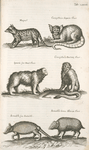 Mapach; Cercopithecus Sagovin Clusii; Ignavii sive Haut Clusii; Cercopithecus Barbatæ Clusii; Armadillo sive Aiatochtli; Armadillo Genus Alterum Clusii.