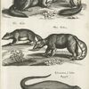 Mus alpinæ, Marmota Murmelthier; Sciurus Getulus; Glis Aldr.; Mus Indicæ; Ichneumon S. lutra. Ægypti; Mus Muscatulæ.