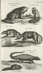 Mus alpinæ, Marmota Murmelthier; Sciurus Getulus; Glis Aldr.; Mus Indicæ; Ichneumon S. lutra. Ægypti; Mus Muscatulæ.