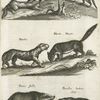 Putorious, Iltis; Mustela, Wiesel; Martes; Martes, Marter; Taxus Suillæ; Porcellus Indicus alius; Hystrix.