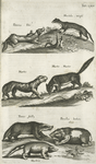 Putorious, Iltis; Mustela, Wiesel; Martes; Martes, Marter; Taxus Suillæ; Porcellus Indicus alius; Hystrix.