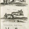 Lepus, Hase; Lepus Cornutus; Cuniculæ porcellæ Indicæ, Kaninich, Kuniglein.