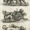 Canis Leporariæ; Canes; Canis.