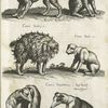 Lÿnx, Luchs; Canis Indicæ 1.; Canis Indi. 2.; Canis Venatorious, Iaghund, Windspiel.