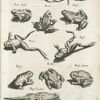 Laub frosch; Laub frosch; Laub frosch; Rana, Frosch; Rana; Frosch; Rana; Frosch; Bufo; Krtte. ; Bufo, Krötto; Bufo Caudatus; á Circulatoribus fictus.