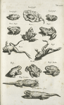 Laub frosch; Laub frosch; Laub frosch; Rana, Frosch; Rana; Frosch; Rana; Frosch; Bufo; Krtte. ; Bufo, Krötto; Bufo Caudatus; á Circulatoribus fictus.