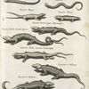 Lacerta Eÿdexen; Lacerta Chalcidica flexnosa; Lacerta; Lacerta Biceps; Lacerus Biceps; Lacertæ Viridis Liguro Bononiensibus; Lacertæ Viridis Caudâ bifurcâ; Lacertus Viridis exiccatus Caudâ bifada; Lacertæ et Stelliones; Lacertus Cÿprius Scincoides.