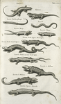 Lacerta Eÿdexen; Lacerta Chalcidica flexnosa; Lacerta; Lacerta Biceps; Lacerus Biceps; Lacertæ Viridis Liguro Bononiensibus; Lacertæ Viridis Caudâ bifurcâ; Lacertus Viridis exiccatus Caudâ bifada; Lacertæ et Stelliones; Lacertus Cÿprius Scincoides.