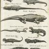 Teiuhana Bafiliensibus; Americima Brasiliensibæ; Lacertus Tarantula guibusdam; Teiguacu et Temapara Tupinambis; Senembi Brasiliensibus; Lacertus Viridis, Grüne Eÿdex; Lacertus Aquaticus, WasserEÿdex; Salmandra Aquatica Wassermolch; Salmandra, Moch Moll; Salmand. Terrestris Veranigna, Maculus Luties distincta; Salmandra alia aquatilis Minor prone; Salmandra aquatica prona; Salmandra Aquatica.