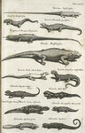 Teiuhana Bafiliensibus; Americima Brasiliensibæ; Lacertus Tarantula guibusdam; Teiguacu et Temapara Tupinambis; Senembi Brasiliensibus; Lacertus Viridis, Grüne Eÿdex; Lacertus Aquaticus, WasserEÿdex; Salmandra Aquatica Wassermolch; Salmandra, Moch Moll; Salmand. Terrestris Veranigna, Maculus Luties distincta; Salmandra alia aquatilis Minor prone; Salmandra aquatica prona; Salmandra Aquatica.