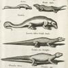 Stelliones, Ex Matthiolo; Stern Eÿdex; Scincus; Frembd Eÿdex; Candulus; Lacertus Indicus Cordÿlo Similis; Cordÿlus Sive Vromastix; Chamælon Varius; Chamæleon niger.