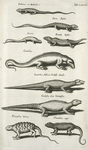 Stelliones, Ex Matthiolo; Stern Eÿdex; Scincus; Frembd Eÿdex; Candulus; Lacertus Indicus Cordÿlo Similis; Cordÿlus Sive Vromastix; Chamælon Varius; Chamæleon niger.