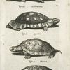 Tatus; Testudo, Schildtkrötte; Testudo Aguatica; Testudo Marina.