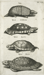 Tatus; Testudo, Schildtkrötte; Testudo Aguatica; Testudo Marina.