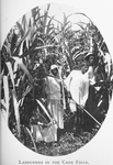 Labourers in the cane field.
