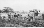 Zebu cattle, government farm.