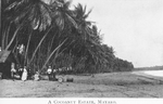 A cocoanut estate, Mayaro.