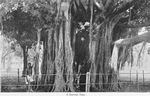 A banyan tree.