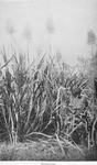 Sugar-cane.