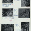 Paintings by Affandi