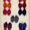 Cotton yarn dyeing (alumina, iron and chrome mordants).