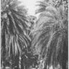 An avenue of Cocoa-Palms.