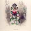 Camellia.
