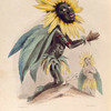 Soleil. [Sun flower]