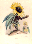 Soleil. [Sun flower]
