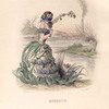 Myosotis. [Forget-me-not ; Scorpion grass]