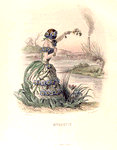 Myosotis. [Forget-me-not ; Scorpion grass]