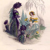 Scabieuse & Souci. [Mourning bride and Marigold]