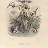 Flèche d'Eau. [Water arrow]