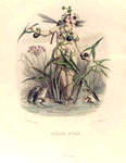 Flèche d'Eau. [Water arrow]