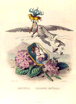 Hortensia. Couronne Impériale. [Hortensia and Crown Imperial]
