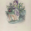 Lilas. [Lilac]