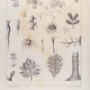 Planche 1ère (Botanique des Dames) [b&w]