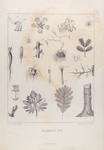 Planche 1ère (Botanique des Dames) [b&w]