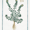 Ionthlaspi, luteo flore, incanum, montanum = Talaspi Sassatile. [Alpine pennycress]