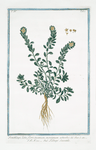 Ionthlaspi, luteo flore, incanum, montanum = Talaspi Sassatile. [Alpine pennycress]