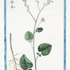 Crambe hispanica foliis subrotundis crenatis scabris = Rapistr maggiore