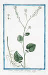 Crambe hispanica foliis subrotundis crenatis scabris = Rapistr maggiore