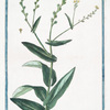 Myagrum monospermon, latifolium = Miagro. [Bird's eye cress?]